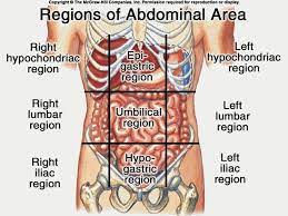 Pain rarely occurs solely in the left lower abdominal area without pain, swelling or visible lesions in the pelvic area or on the genitalia. Anatomy Of Stomach Area Koibana Info Anatomy Organs Human Body Anatomy Body Anatomy