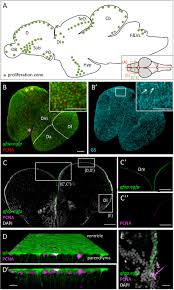 These presets will transform your photos into beautiful clean edits in one simple click. Frontiers Conserved And Divergent Features Of Adult Neurogenesis In Zebrafish Cell And Developmental Biology