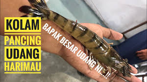 Udang harimau hitam telah lama menjadi popular dengan para pecinta makanan laut. Jackpot Udang Harimau Sebelum Pkp 3 0 Youtube