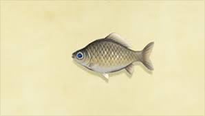 How To Catch A Crucian Carp | Crucian Carp Acnh | Crucian Carp Animal  Crossing New Horizons - Youtube