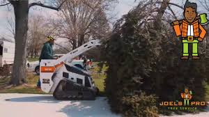 Maybe you would like to learn more about one of these? Joel S Pro Tree Service Kettering