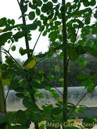 59,90 € * 0.15 kg | 399. Meerrettichbaum Moringa Oleifera Wissenswertes Saatgut A Z Samen M Samen Saatgut