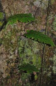 Image result for Arthropteris palisotii