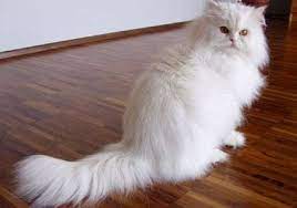 Kucing anggora putih dengan bulu panjang dan lembut, mata yang indah dan sifat karakter yang lucu telah menjadi maskot nasional negara turki sampai saat iini. Foto Gambar Wallpaper Kucing Persia Hutan Anggora Cantik Lucu Persian Cat White Most Popular Cat Breeds Popular Cat Breeds