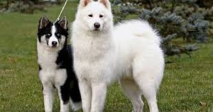 yakutian laika dogs the yakutian laika is a working dog breed that originated in the arctic seashore of the sak working dogs breeds rare dog breeds dog breeds