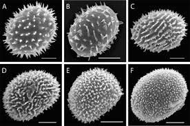 Image result for Megalastrum lanuginosum