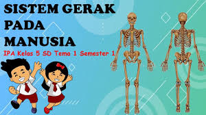 We did not find results for: Sistem Gerak Pada Manusia Ipa Kelas 5 Sd Tema 1 Kurikulum 13 Semester 1 Bagian 1 Youtube