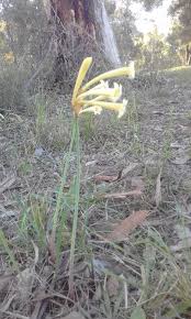 Image result for Sisyranthus imberbis