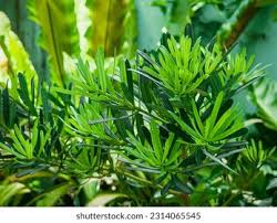 Image result for Podocarpaceae