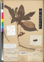 Image result for Voacanga bracteata