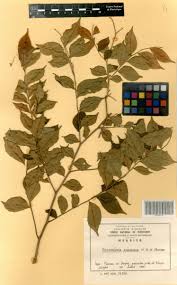 Image result for Dicranolepis