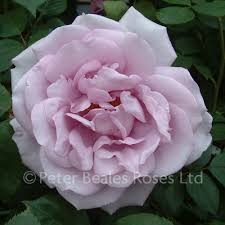 Find help and information on rosa 'climbing blue moon' rose climbing hybrid tea rose 'salsa' 'poulslas', including varieties and pruning advice. Blue Moon Bush Rose Peter Beales Roses The World Leaders In Shrub Climbing Rambling And Standard Classic Roses
