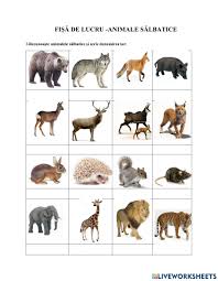 Fişă de lucru păsări domestice. Neincetat Neted Se Lipi Masca Animale Salbatice Zoo Lindamaintanis Com