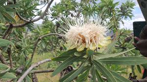 Image result for Protea gaguedi