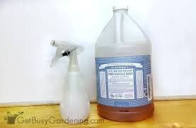 Let stand for at least 2 hours or overnight. How To Get Rid Of Scale Insects On Houseplants For Good