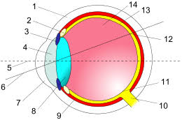 We did not find results for: Siatkowka Anatomia Wikiwand