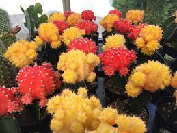 Check spelling or type a new query. Grafted Cactus Neon Cacti Moon Cactus Hibotan Cactus