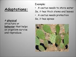 Do not try to get water out of a cactus. Adaptations Ppt Download