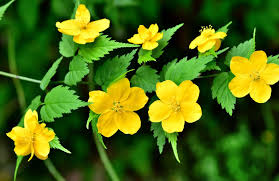 Image result for Kerria japonica