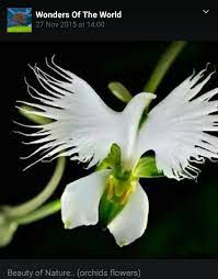 This Orchid From Panama Is Called Holy Spirit Flower And Only Blooms During Pentecost Also Known As Dove Orchid F Unusual Flowers Strange Flowers Orchid Seeds
