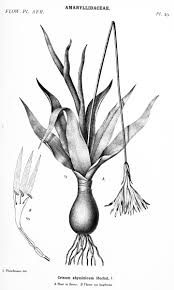 Image result for Eriocaulon abyssinicum