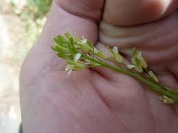 Image result for Turritis