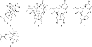 Image result for Solanecio mannii