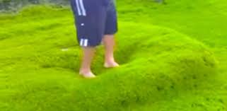 How should i water my lawn? Man Pops Gigantic Lawn Bubble In His Backyard Littlethings Com