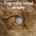 Dr robin stanley bvsc hons manzcvsc (surgery) fanzcvsc (ophthalmology). Hereditary Eye Disease In Dogs Burke S Backyard
