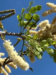 Image result for Acacia nigrescens