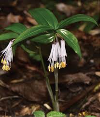 Image result for Polysphaeria harrisii