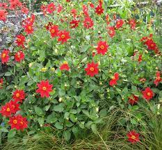 Dahlia Coccinea True Wild Form Outside Flower Ideas Perennial Plants Dahlia
