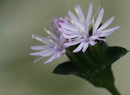 Image result for Elephantopus