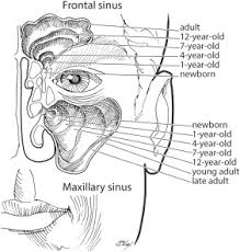 The anteroinferior part of the cartilage has an expansion known as the 'footplate' which lies in free contact. References In Pediatric Anatomy Nose And Sinus Operative Techniques In Otolaryngology Head And Neck Surgery