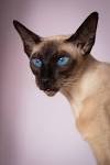 Siamese – Specialty Purebred Cat Rescue