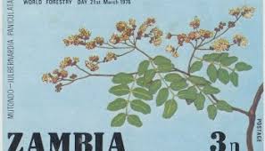 Image result for Julbernardia paniculata