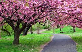 Cherry Blossom Trees Spring Pictures Scenery Pictures Blossom Trees