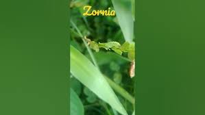 Image result for Zornia glochidiata