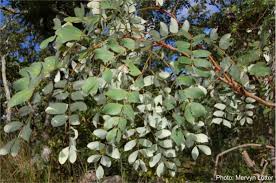 Image result for Albizia glaberrima