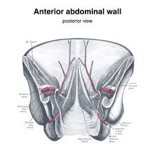 Image result for Umbilicus botryoides