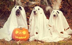 To play, choose the online halloween puzzle game of your choice and put in order the halloween puzzle as quick as possible to win the hellokids halloween game. Pumkins Autumn Halloween Online Jigsaw Puzzles
