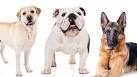Most popular dogs in America in 2020 | Stacker