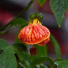 Image result for Abutilon
