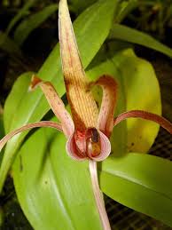 Image result for Bulbophyllum intertextum