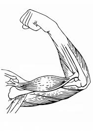 Download Pin On Fun Anatomy Coloring Books