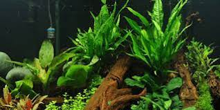 Check spelling or type a new query. Mengenal Java Fern Aquascape Batang