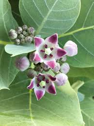 Hoya Cousin Giant Milkweed Hoya Plants Planting Flowers Garden Plants