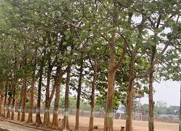 Image result for Gmelina