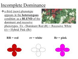 Huh Snapdragons Ppt Download