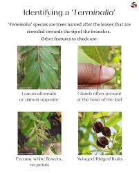 Image result for Terminalia randii